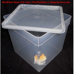 BraPlast rearing box 5,8l 19x19x19 cm transparent