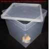BraPlast rearing box 5,8l 19x19x19 cm transparent