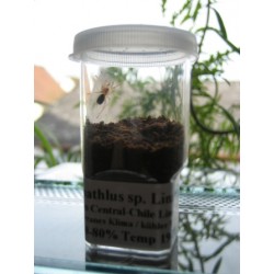 Breeding container 25ml clear 1000 + 10